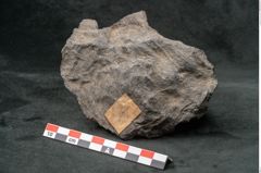 Foto (Seitenansicht) von Coniferae indet.  (NHMW-GEO-2024-0188-10319)